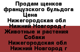 Продам щенков французского бульдога › Цена ­ 7 000 - Нижегородская обл., Нижний Новгород г. Животные и растения » Собаки   . Нижегородская обл.,Нижний Новгород г.